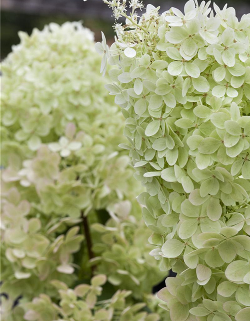 Hydrangea paniculata 'Limelight'(S)