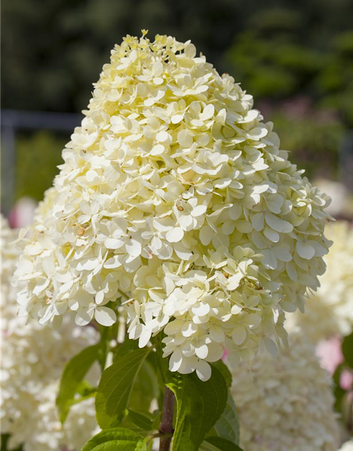 Hydrangea paniculata 'Limelight'(S)