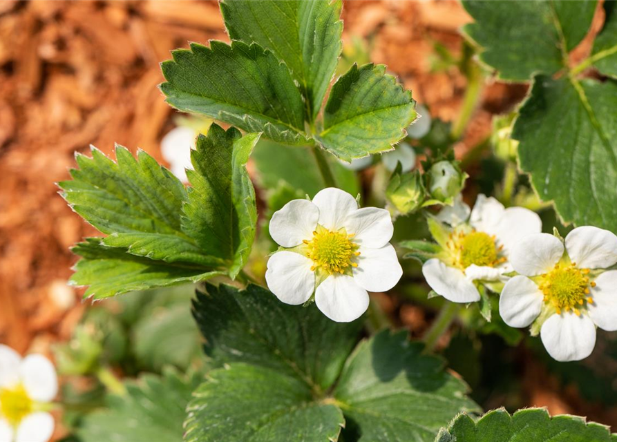 4-Monatserdbeere 'Lucky Berry'®