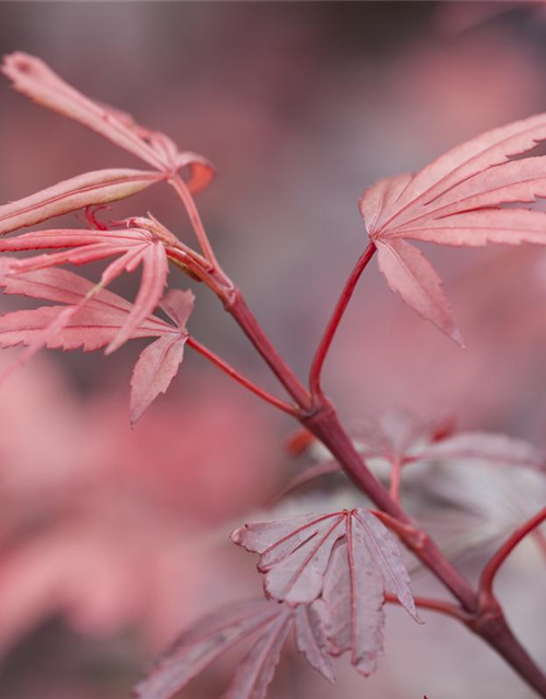 R Acer palmatum 'Shaina'