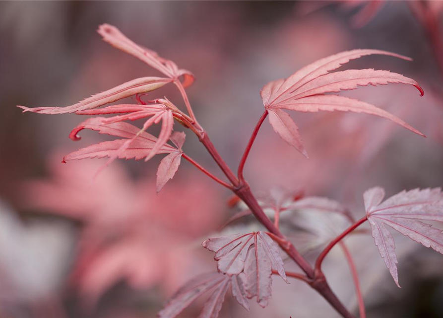 R Acer palmatum 'Shaina'