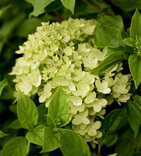 Rispenhortensie 'Little Lime'®