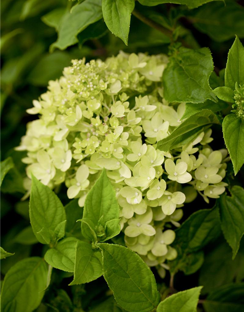 Rispenhortensie 'Little Lime'®