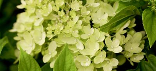 Rispenhortensie 'Little Lime'®