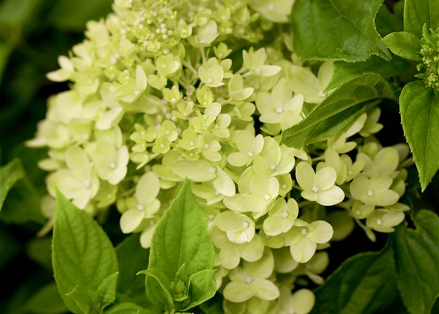 Rispenhortensie 'Little Lime'®