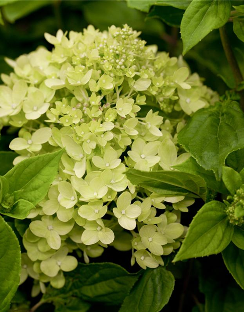 Rispenhortensie 'Little Lime'®