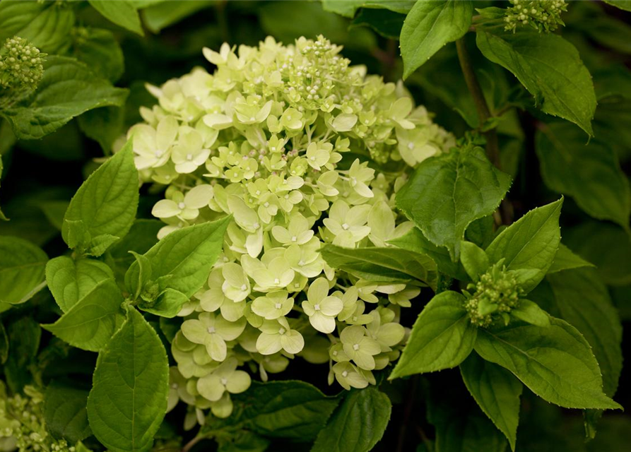 Rispenhortensie 'Little Lime'®