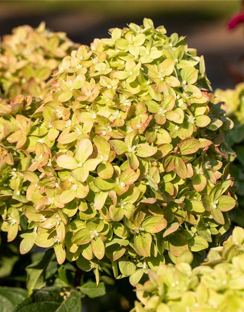 Rispenhortensie 'Little Lime'®