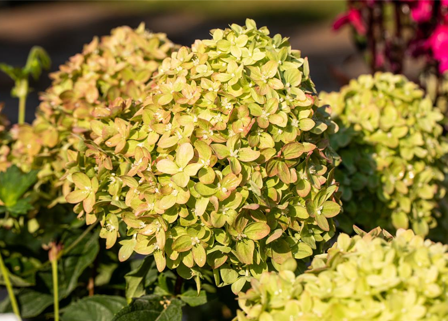 Rispenhortensie 'Little Lime'®