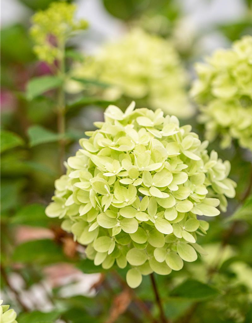 Rispenhortensie 'Little Lime'®