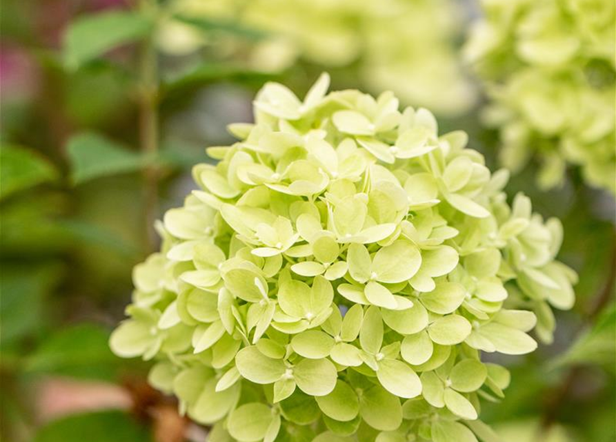 Rispenhortensie 'Little Lime'®