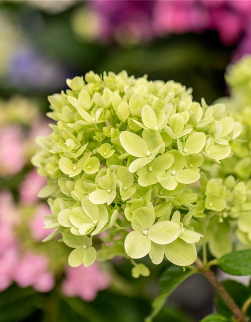 Rispenhortensie 'Little Lime'®