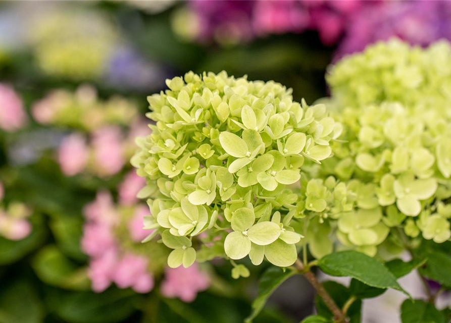 Rispenhortensie 'Little Lime'®