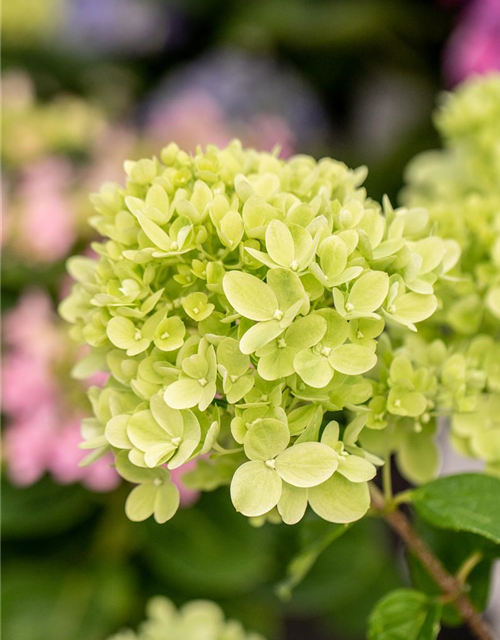 Rispenhortensie 'Little Lime'®