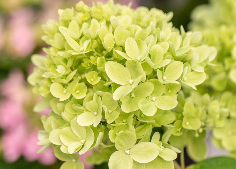 Rispenhortensie 'Little Lime'®