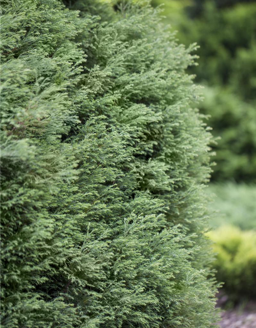 Zwerg-Mooszypresse 'Plumosa Compressa'