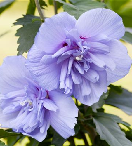 R Hibiscus syriacus 'Blue Chiffon'®