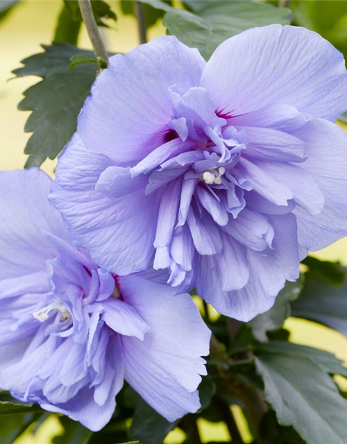 R Hibiscus syriacus 'Blue Chiffon'®