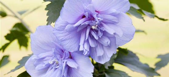 R Hibiscus syriacus 'Blue Chiffon'®