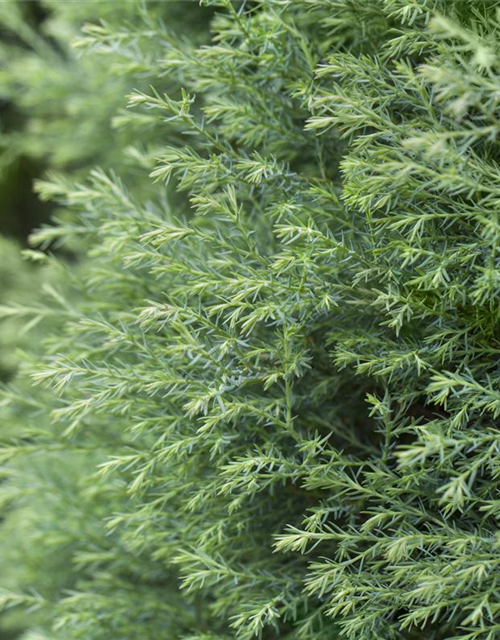 Zwerg-Mooszypresse 'Plumosa Compressa'