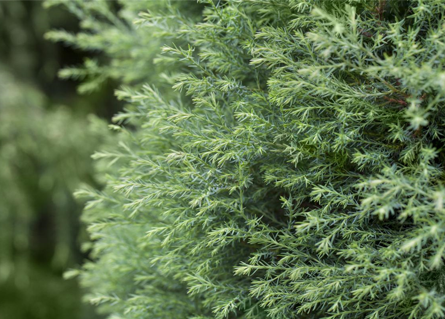 Zwerg-Mooszypresse 'Plumosa Compressa'