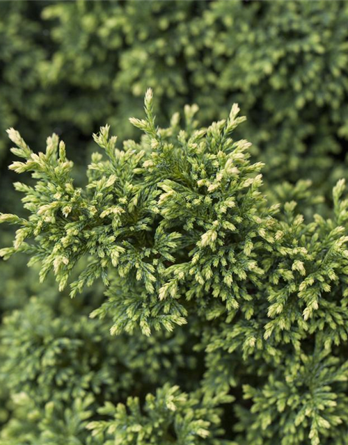 Zwerg-Mooszypresse 'Plumosa Compressa'