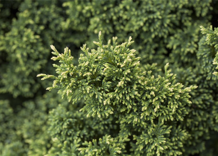 Zwerg-Mooszypresse 'Plumosa Compressa'