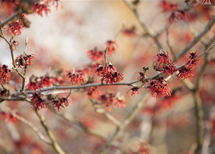 Zaubernuss 'Feuerzauber'