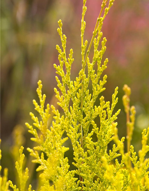 Gartenzypresse 'Ivonne'