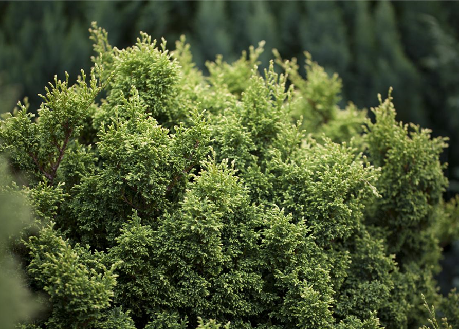 Zwerg-Mooszypresse 'Plumosa Compressa'