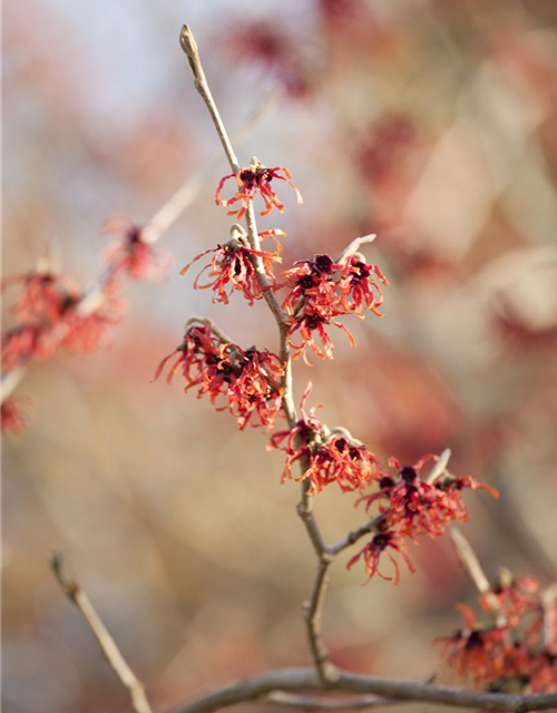 Zaubernuss 'Feuerzauber'