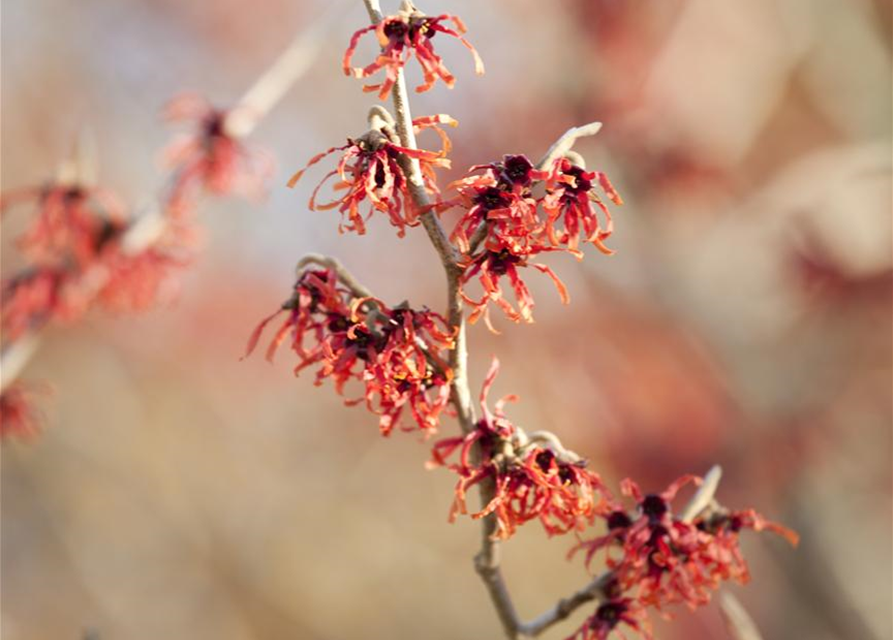 Zaubernuss 'Feuerzauber'