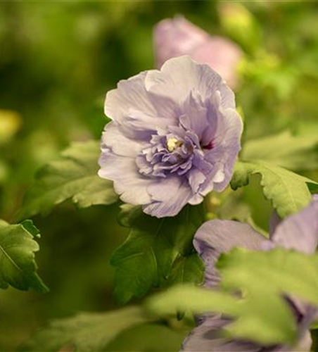 Hibiscus syriacus 'Lavender Chiffon'®