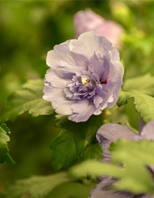 Hibiscus syriacus 'Lavender Chiffon'®