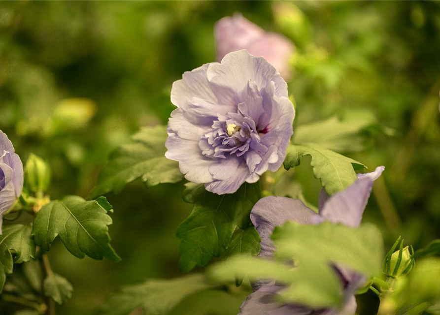 Hibiscus syriacus 'Lavender Chiffon'®