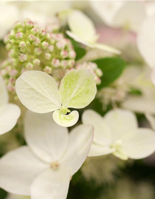 Hydrangea paniculata 'Magical Fire'®