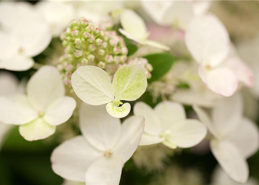 Hydrangea paniculata 'Magical Fire'®