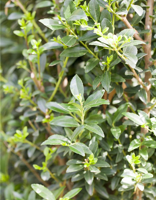 Ilex maxima 'Impala'®