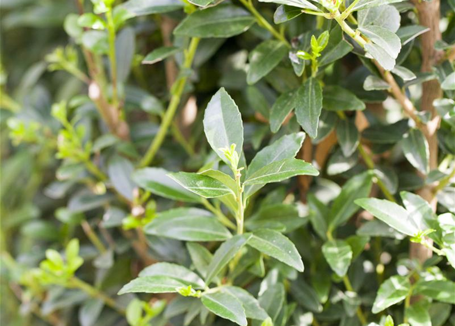 Ilex maxima 'Impala'®