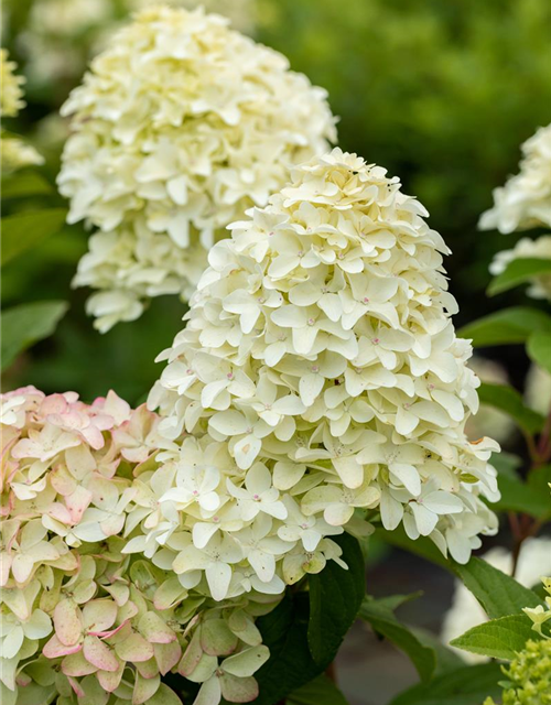 Rispenhortensie 'Magical Candle'®