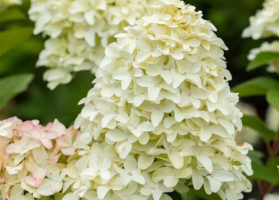 Rispenhortensie 'Magical Candle'®