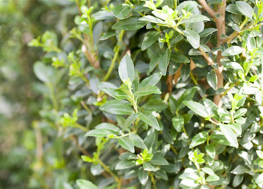 Ilex maxima 'Impala'®