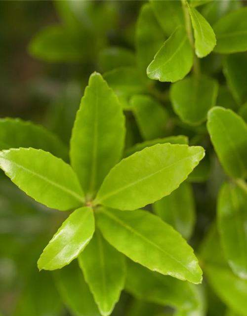 Ilex maxima 'Impala'®