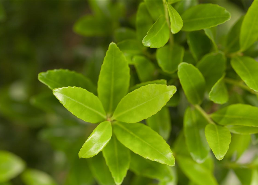 Ilex maxima 'Impala'®