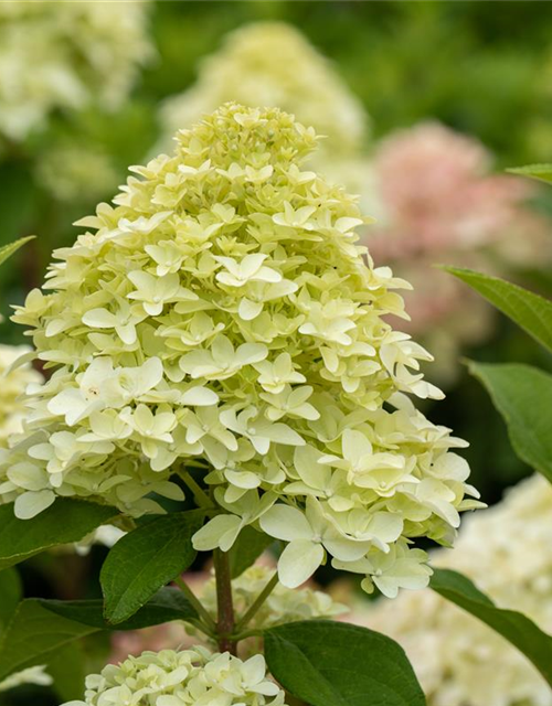 Rispenhortensie 'Magical Candle'®