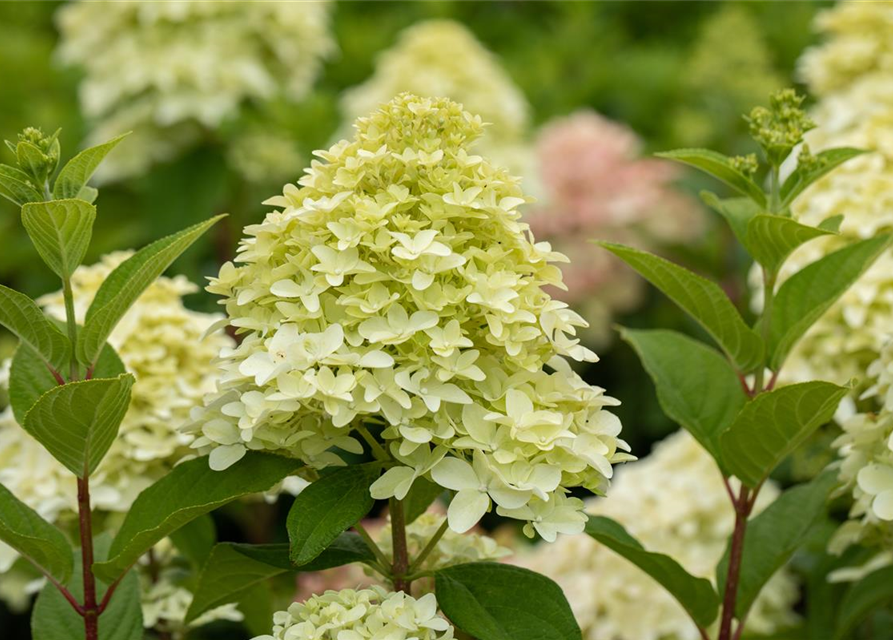 Rispenhortensie 'Magical Candle'®