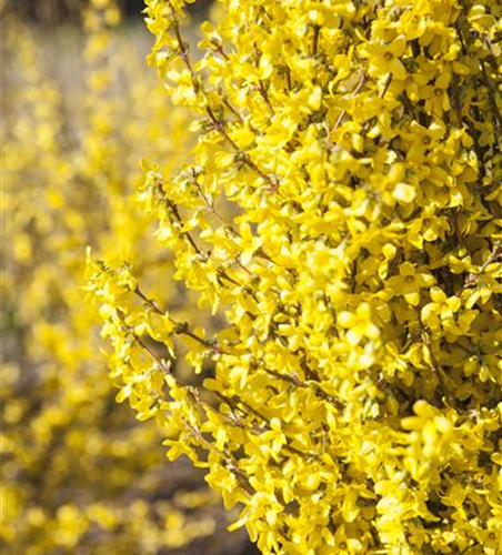 Forsythia intermedia 'Week End'®