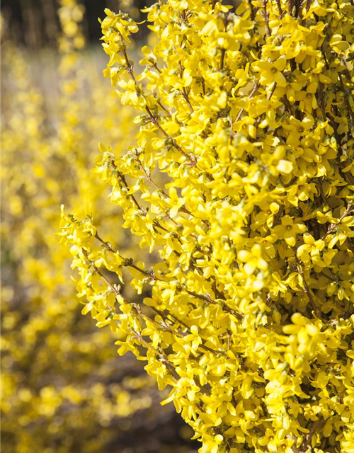 Forsythia intermedia 'Week End'®