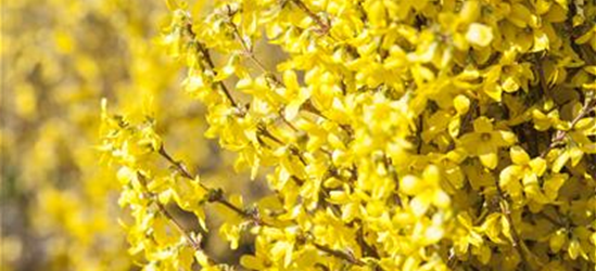 Forsythia intermedia 'Week End'®