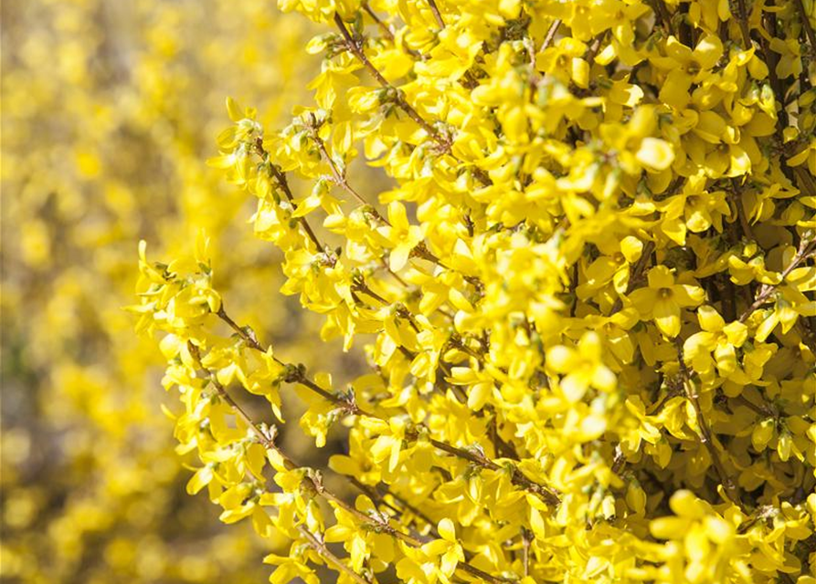 Forsythia intermedia 'Week End'®